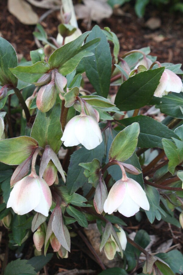 Image of Helleborus x sahinii 'Winterbells' PP 24,434 taken at Juniper Level Botanic Garden, Raleigh NC by JLBG