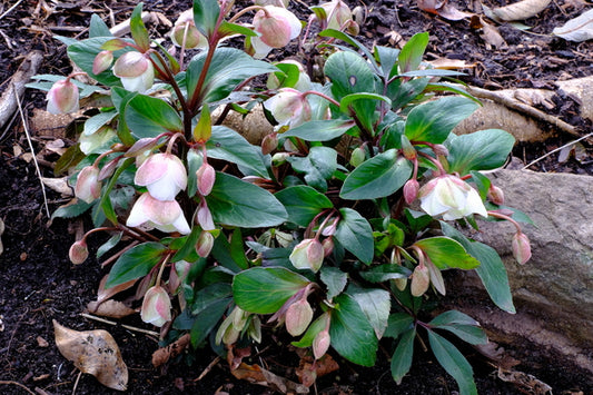 Image of Helleborus x sahinii 'Winterbells' PP 24,434 taken at Juniper Level Botanic Gdn, NC by JLBG