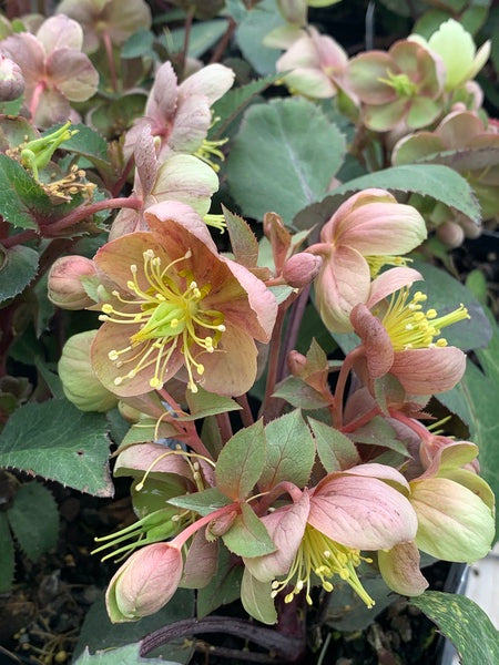 Image of Helleborus x sternii taken at Juniper Level Botanic Gdn, NC by C. Hardison