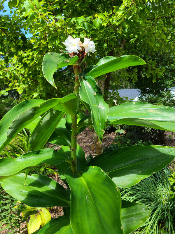 Image of Hellenia speciosa 'Wizard of Oz' taken at Juniper Level Botanic Gdn, NC by JLBG