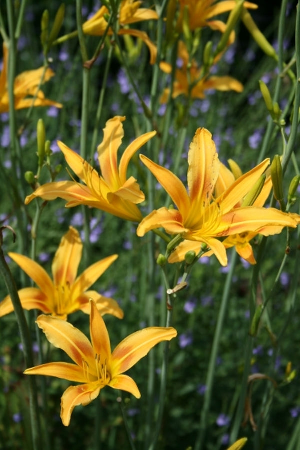 Image of Hemerocallis 'Autumn Minaret' taken at Juniper Level Botanic Gdn, NC by JLBG