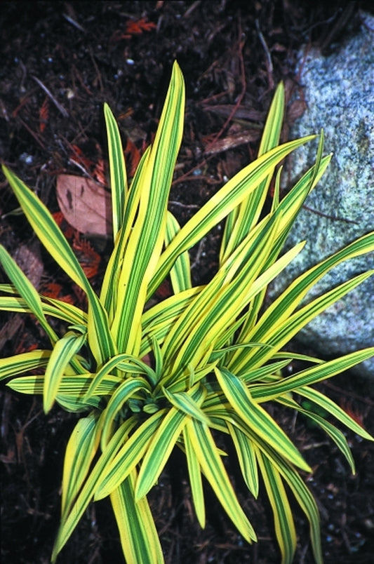 Image of Hemerocallis 'Malja' taken at Juniper Level Botanic Gdn, NC by JLBG