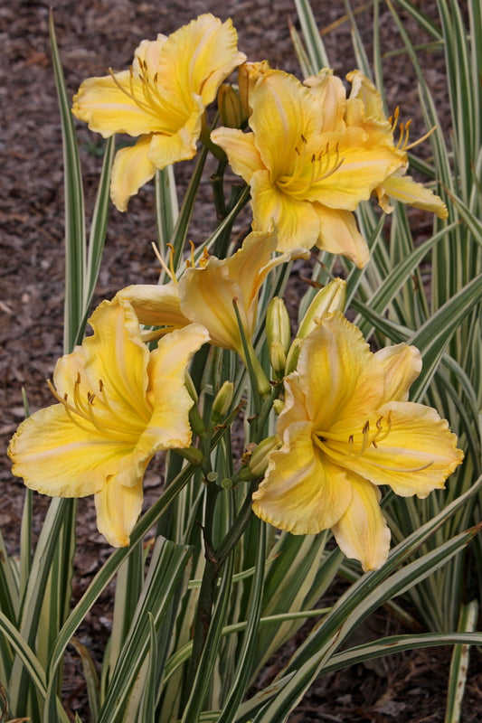 Image of Hemerocallis 'Striped Fantastic' PP 23,154 taken at Juniper Level Botanic Gdn, NC by JLBG