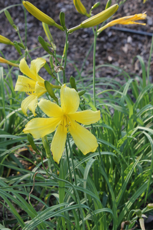 Image of Hemerocallis minor 'Mongolian Gold' taken at Juniper Level Botanic Gdn, NC by JLBG