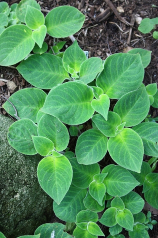 Image of Hemiboea flaccida 'Velvet Touch' taken at Juniper Level Botanic Gdn, NC by JLBG