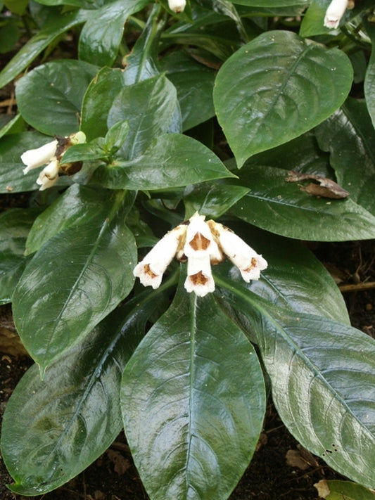 Image of Hemiboea subcapitata taken at Juniper Level Botanic Gdn, NC by JLBG