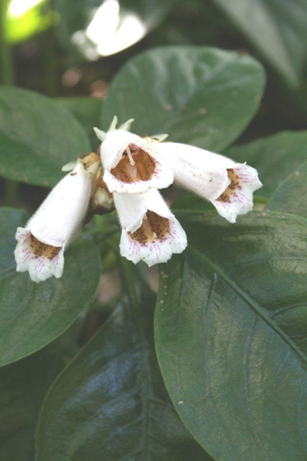 Image of Hemiboea subcapitata taken at Juniper Level Botanic Gdn, NC by JLBG