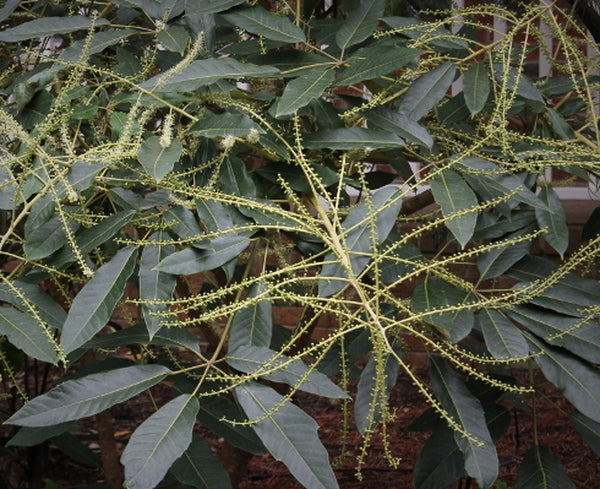 Image of Heptapleurum delavayi