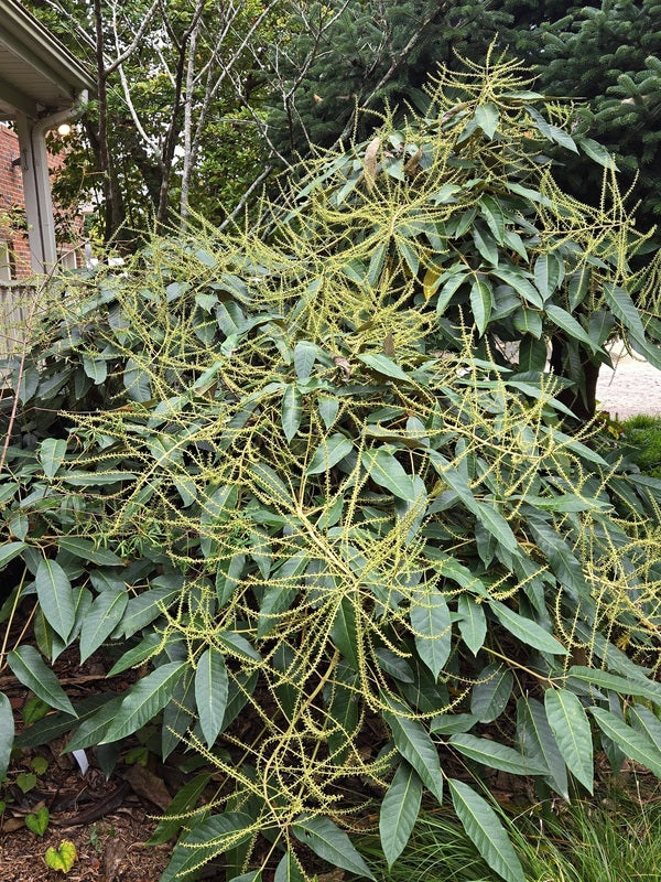 Image of Heptapleurum delavayi taken at Juniper Level Botanic Gdn, NC by JLBG