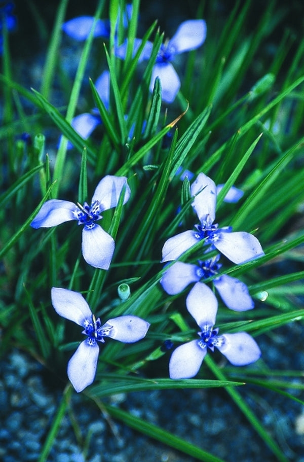 Image of Herbertia lahue ssp. lahue taken at Juniper Level Botanic Gdn, NC by JLBG