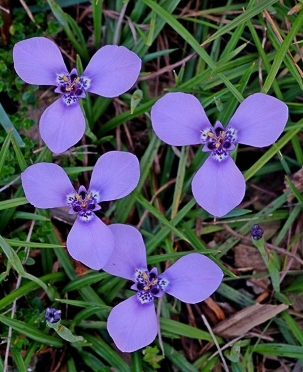 Image of Herbertia lahue ssp. lahue