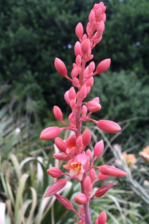Hesperaloe parviflora