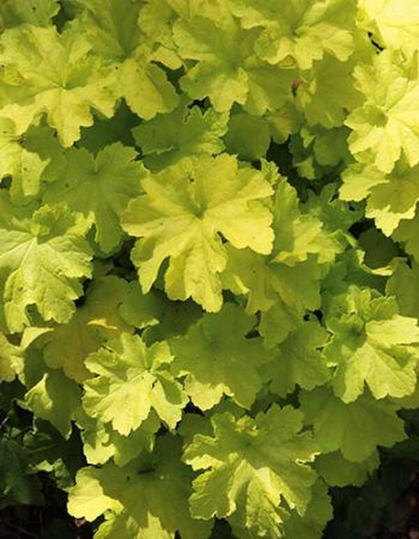 Image of Heuchera 'Citronelle'  taken at Juniper Level Botanic Gdn, NC by JLBG