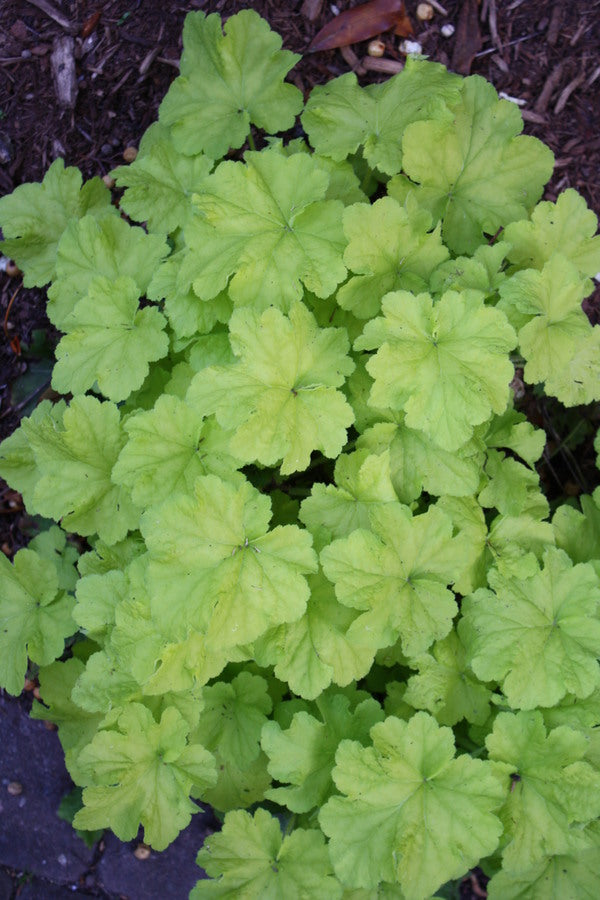 Image of Heuchera 'Citronelle'  taken at Juniper Level Botanic Gdn, NC by JLBG