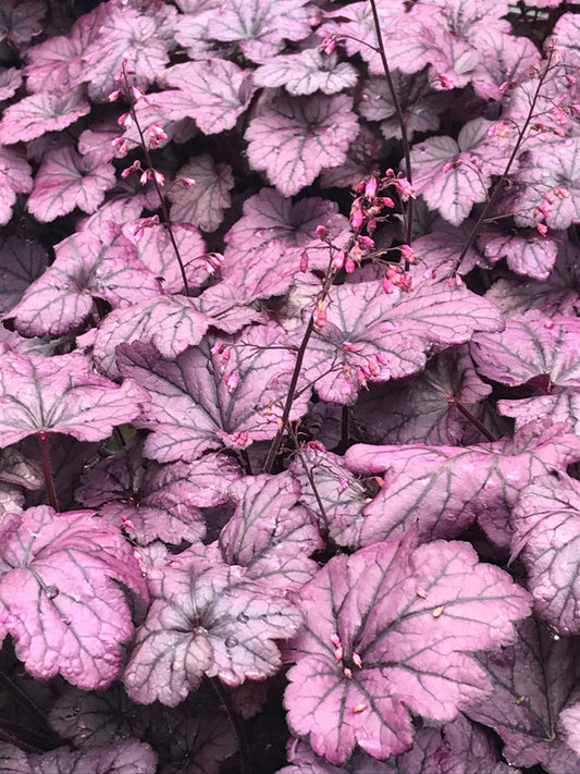 Image of Heuchera 'Electric Plum' PP 29,924 taken at Juniper Level Botanic Gdn, NC by C. Hardison