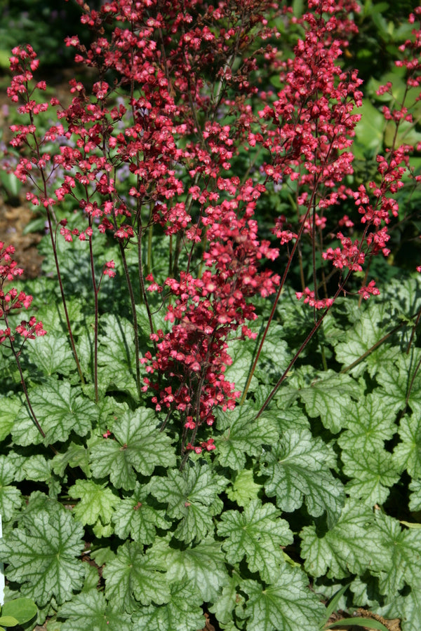 Image of Heuchera 'Paris' PP 18,881 taken at Juniper Level Botanic Gdn, NC by JLBG