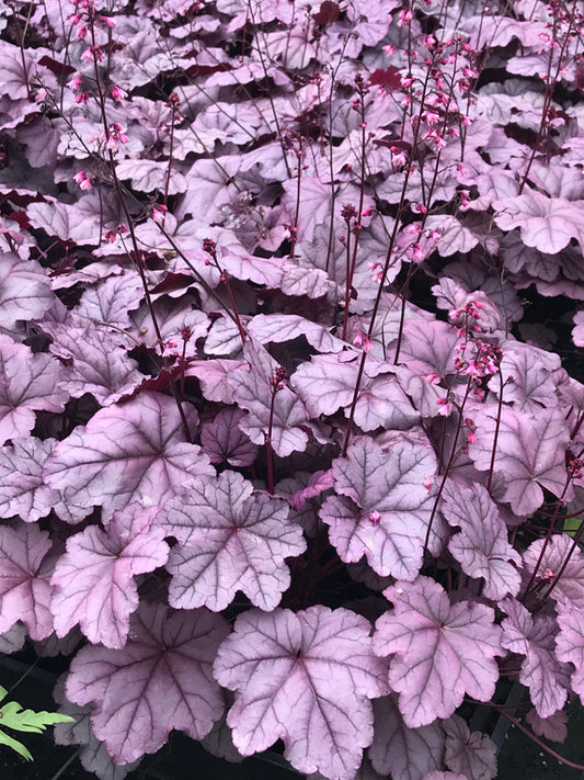 Image of Heuchera 'Pink Panther' PP 31,224 taken at Juniper Level Botanic Garden by C. Hardison