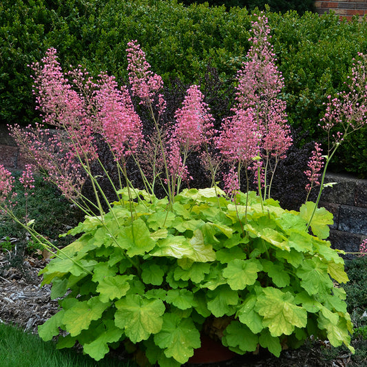 Image of Heuchera 'Pretty Pistachio' PP 29,361 taken at Walters Gardens, MI by Walters Gardens