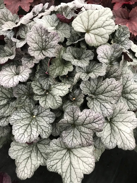 Image of Heuchera 'Smoke and Mirrors' PP 31,785 taken at Walters Gardens, MI by H. Hansen