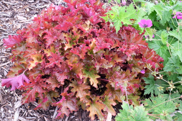Image of Heuchera 'Zipper' PP 25,428 taken at Juniper Level Botanic Gdn, NC by JLBG