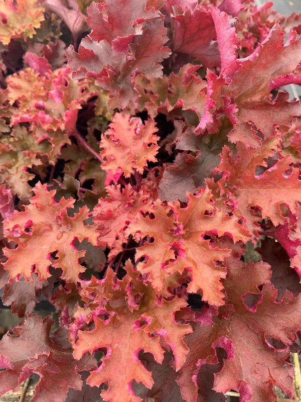 Image of Heuchera 'Zipper' PP 25,428 taken at Juniper Level Botanic Gdn, NC by C. Hardison