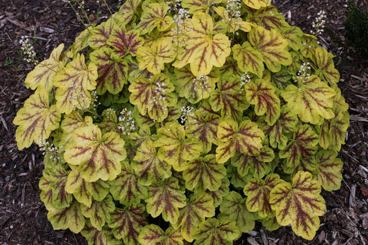 Image of Heucherella 'Solar Eclipse' PP 23,647 taken at Juniper Level Botanic Gdn, NC by JLBG