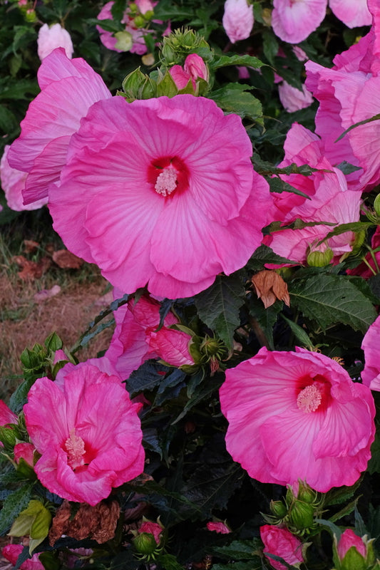 Image of Hibiscus 'Airbrush Effect' PP 29,295 taken at Walters Gardens, MI by T. Avent
