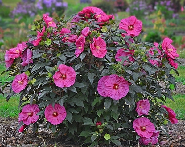 Image of Hibiscus 'Berry Awesome' PP 27,936 taken at Walters Gardens, MI by Walters Gardens