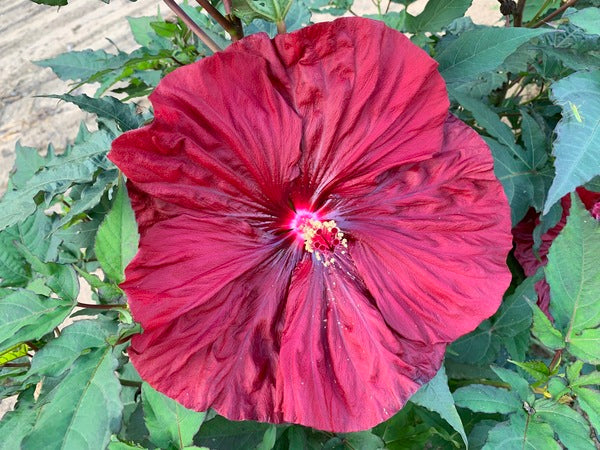 Image of Hibiscus 'Blackberry Merlot' PP 33,498 taken at Walters Gardens, MI by H. Hansen