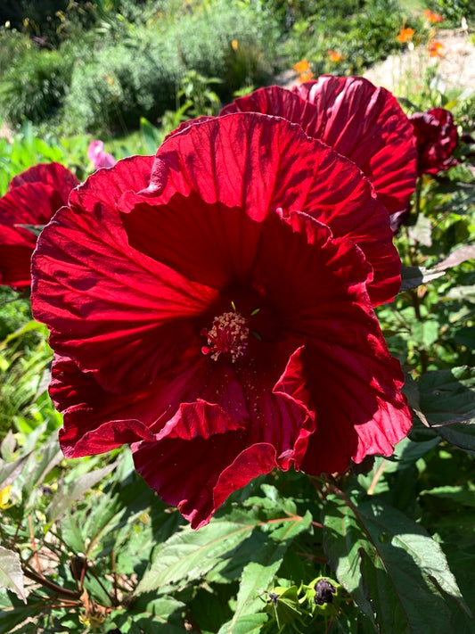 Image of Hibiscus 'Cranberry Crush' PP 21,984 taken at Juniper Level Botanic Gdn, NC by Lidia Churakova