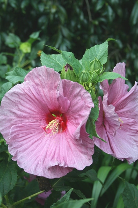 Image of Hibiscus 'Fantasia' taken at Juniper Level Botanic Gdn, NC by JLBG