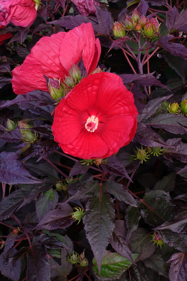 Image of Hibiscus 'Holy Grail' PP 31,478 taken at Walters Gardens, MI by T. Avent