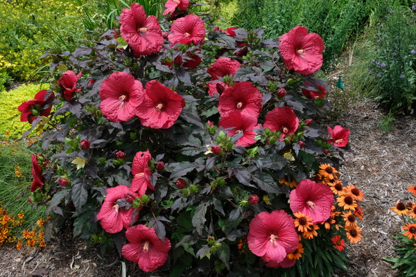 Image of Hibiscus 'Holy Grail' PP 31,478 taken at Juniper Level Botanic Gdn, NC by JLBG