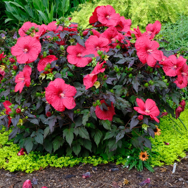 buy hibiscus plant Hibiscus Holy Grail | Rose Mallow