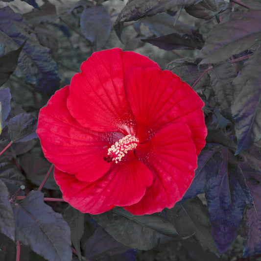 Image of Hibiscus 'Midnight Marvel' PP 24,079 taken at Walters Gardens, MI by Walters Gardens