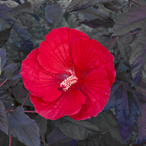 midnight marvel elephant ear plant Hibiscus 'Midnight Marvel' Rose Mallow