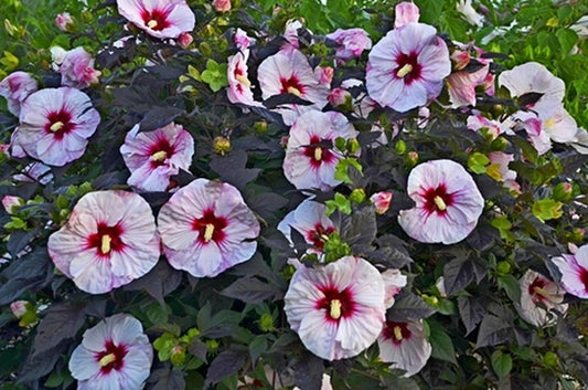 Image of Hibiscus 'Perfect Storm' PP 27,880 taken at Walters Gardens, MI by Walters Gardens