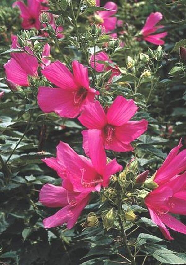 Image of Hibiscus 'Raspberry Rose' taken at Juniper Level Botanic Gdn, NC by JLBG