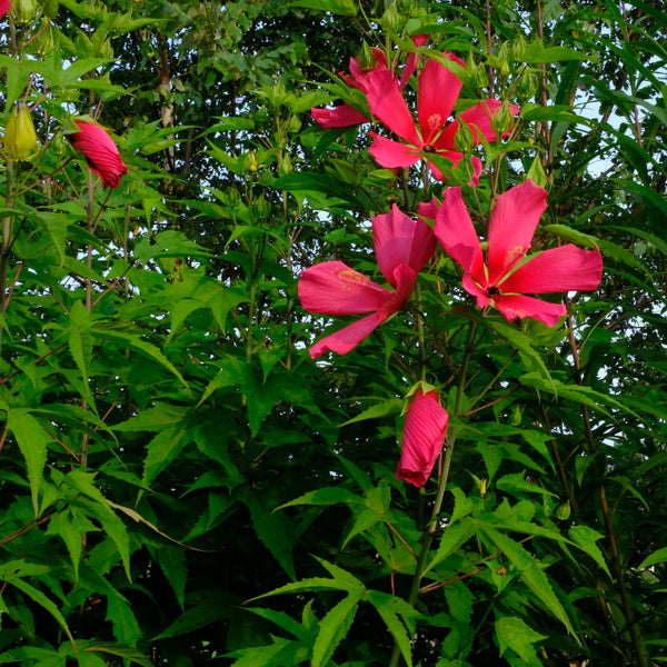 Image of Hibiscus 'Red Flyer' taken at Juniper Level Botanic Gdn, NC by JLBG