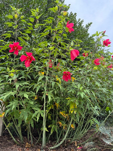 Image of Hibiscus 'Red Flyer' taken at Juniper Level Botanic Garden, Raleigh NC by Lidia Churakova