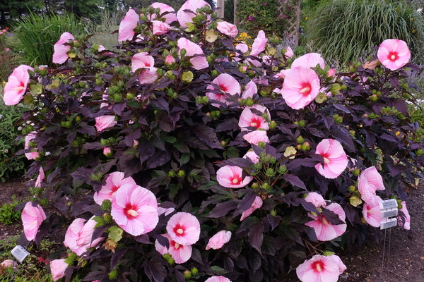 Image of Hibiscus 'Starry Starry Night' PP 27,901 taken at Walters Gardens, MI