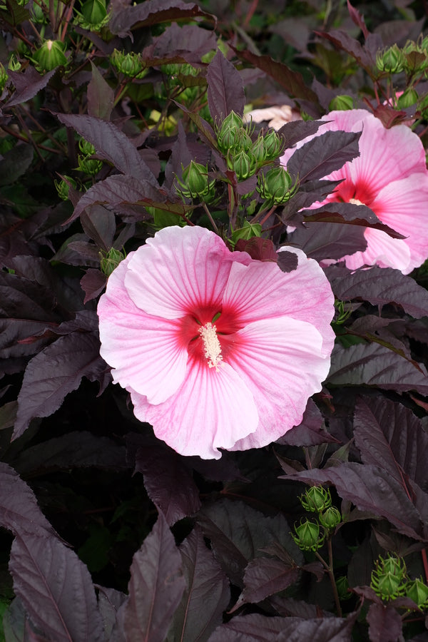 Image of Hibiscus 'Starry Starry Night' PP 27,901 taken at Walters Gardens, MI by T. Avent