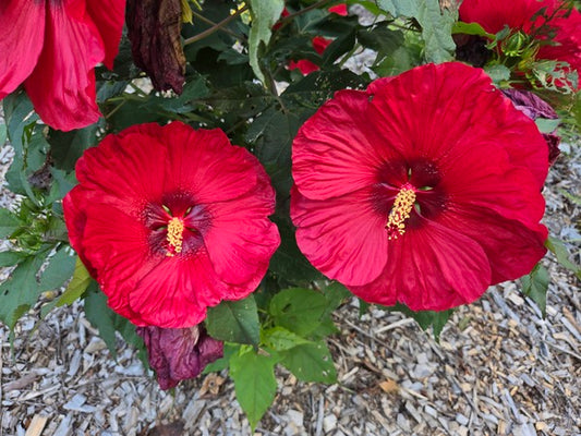 Image of Hibiscus 'Valentine's Crush' PP 35,170 taken at Juniper Level Botanic Gdn, NC by JLBG