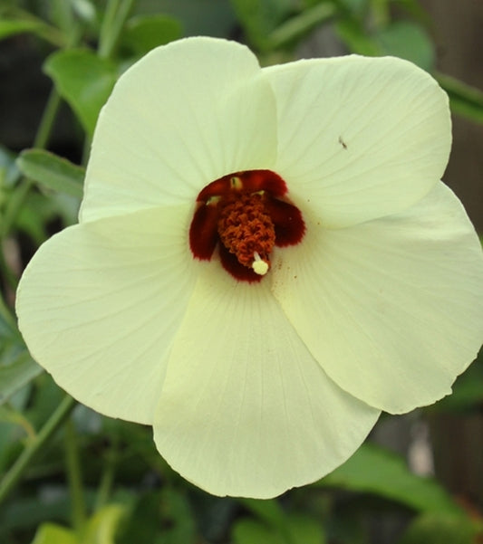 Image of Hibiscus aculeatus 'Brunswick' taken at Juniper Level Botanic Gdn, NC by JLBG