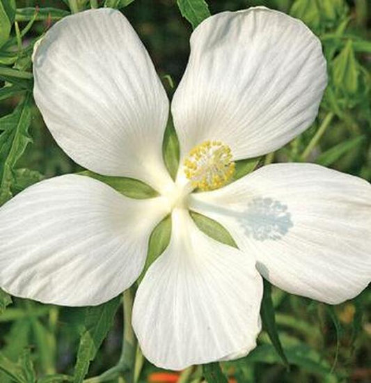 Image of Hibiscus coccineus 'Swamp Angel' taken at Juniper Level Botanic Gdn, NC by JLBG