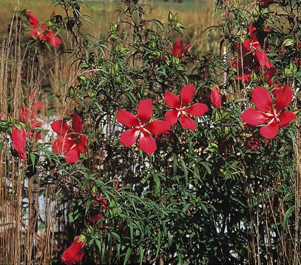 Image of Hibiscus coccineus taken at Hoffman Nsy, NC