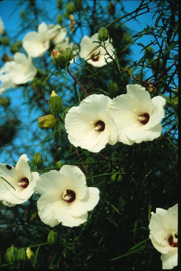 Image of Hibiscus dasycalyx taken at Juniper Level Botanic Gdn, NC by JLBG