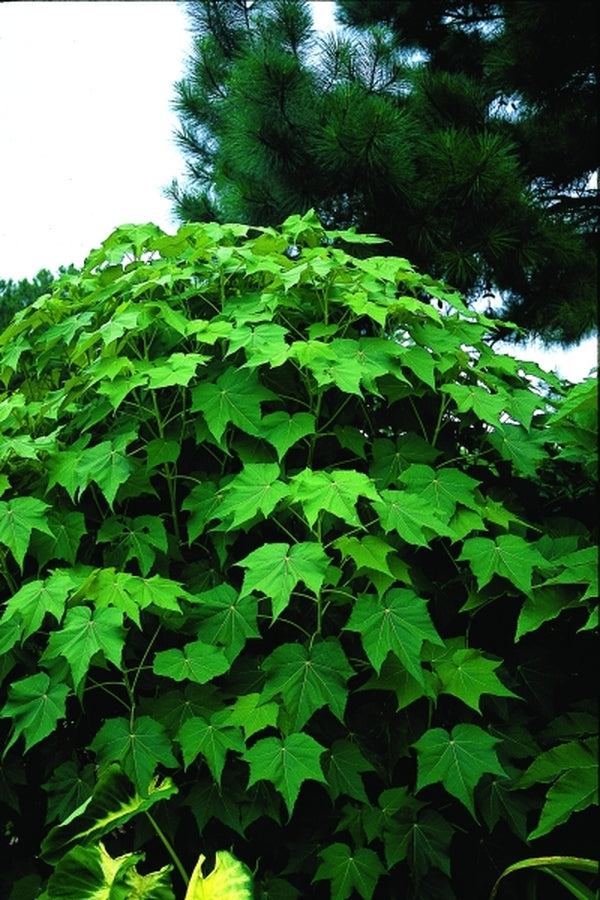 Image of Hibiscus mutabilis 'Flora Plena' taken at Juniper Level Botanic Gdn, NC by JLBG