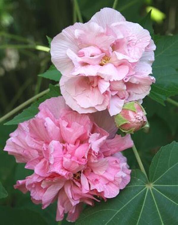 Image of Hibiscus mutabilis 'Flora Plena' taken at Juniper Level Botanic Gdn, NC by JLBG