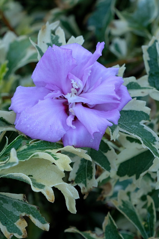 Image of Hibiscus syriacus 'Carpa' PP 24,965 taken at Juniper Level Botanic Gdn, NC by JLBG